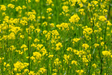 Obraz premium 野に咲くたくさんの菜の花