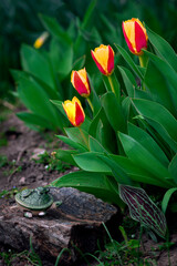 Tulips in the garden and a turtle on a rock.Fairy tale character in the flower garden.Floral...