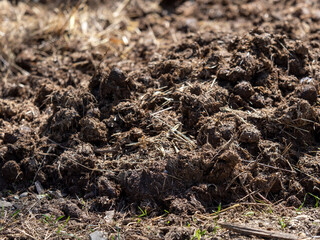 detail of manure in a meadow