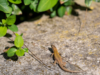 detail of a lizard