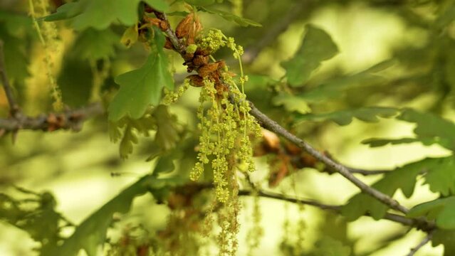 Oak young spring catkins on a branch of a blooming forest wild tree close up
