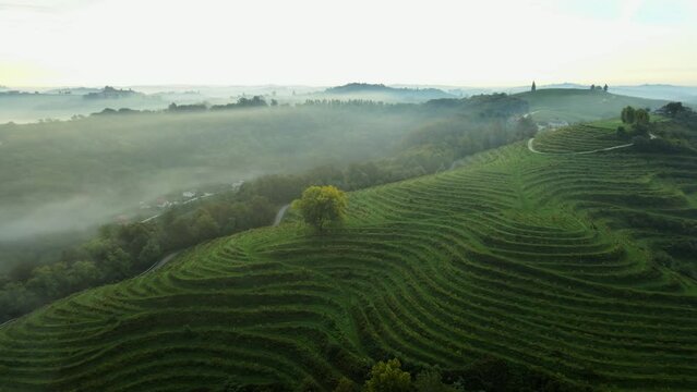 Aerial 4K drone footage of a lonely tree surrounded by vineyards in Jeruzalem during the sunrise. Jeruzalem is a small settlement in  the Municipality of Ljutomer in northeastern Slovenia.