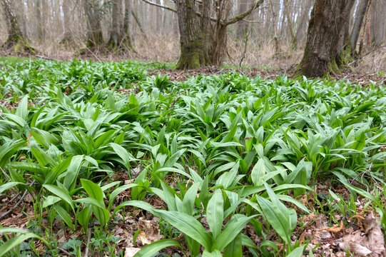 Fresh wild garlic in the forest