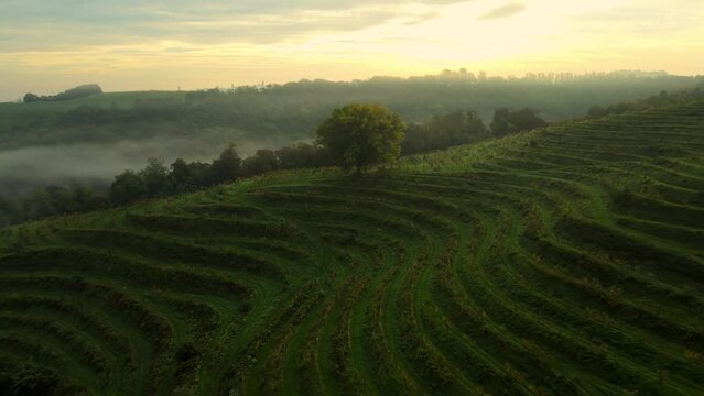 Aerial 4K drone footage of a lonely tree surrounded by vineyards in Jeruzalem during the sunrise. Jeruzalem is a small settlement in  the Municipality of Ljutomer in northeastern Slovenia.