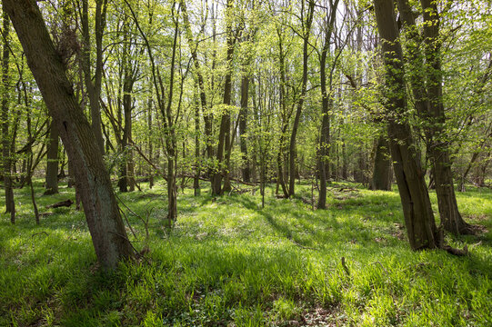 View of a spring forest