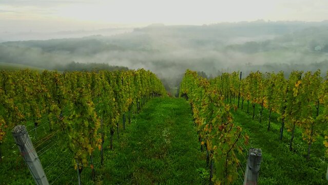Aerial 4K drone footage of vineyard in the Jeruzalem during the sunrise. Jeruzalem is a small settlement in  the Municipality of Ljutomer in northeastern Slovenia.