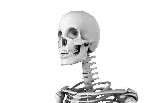 Digitally generated image of human skeleton 