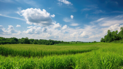 Corn field, agricultural landscape. Generative AI