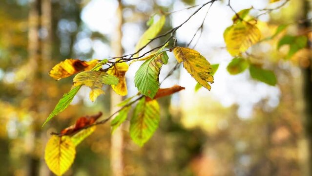 Footage of autumn sunrise in the forest. The bright colors of golden autumn painted the leaves of the trees in yellow and red colors.