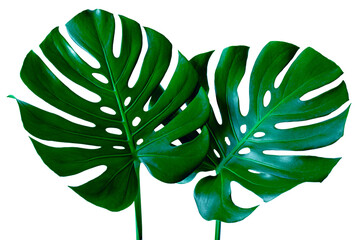 closeup beautiful Monstera leaf isolated on white background, Flat lay  