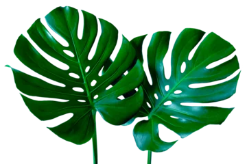 Foto op Aluminium Monstera closeup beautiful Monstera leaf isolated on white background, Flat lay  