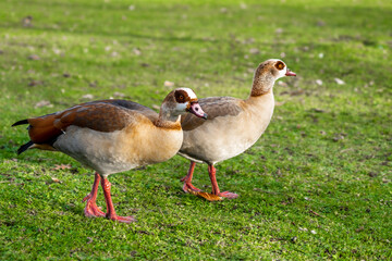 Egyptian geese in Frankfurt on the banks of the Main