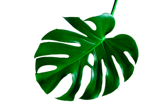 closeup beautiful Monstera leaf isolated on white background, Flat lay	
