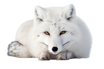 Comfortable Lying Polar Fox, Front View, Animal Serenity. Generative AI