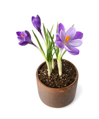 Pot with beautiful crocus flowers isolated on white background
