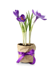 Pot with beautiful crocus flowers isolated on white background