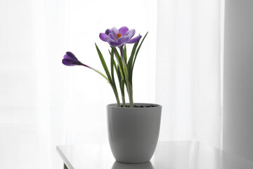 Pot with beautiful crocus flowers on end table near window