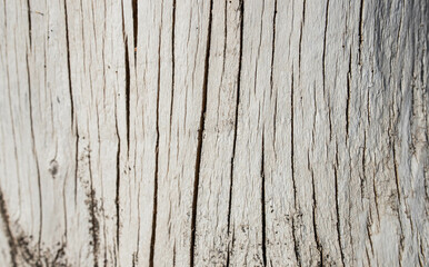 Close-up of the texture of dry wood, with cracks and grain pattern.