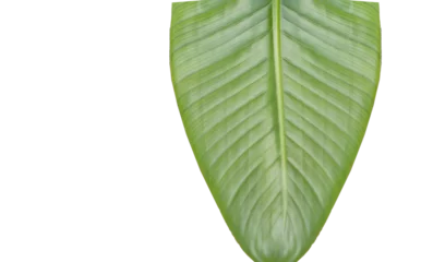 Gordijnen Close-up of textured leaf  © vectorfusionart