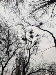 Crows nest on a tall tree
