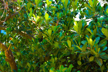 green leaves background