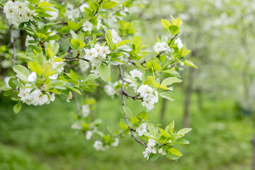 Branch with white flowers of plum tree. branches of a plum tree ,Prunus domestica, on a nice sunny day in the background in early spring