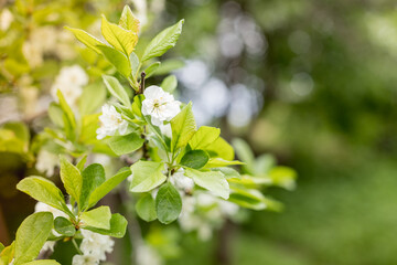 Branch with white flowers of plum tree. branches of a plum tree ,Prunus domestica, on a nice sunny day in the background in early spring