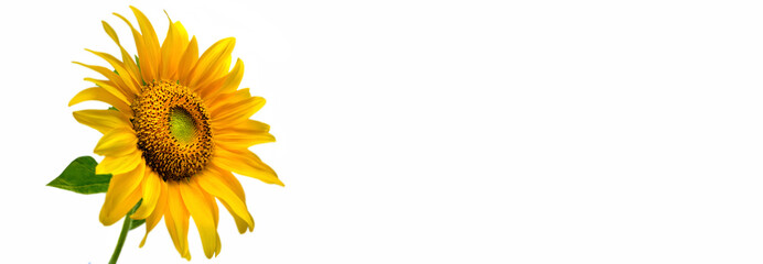 yellow sunflower blooming isolated on white background with copy space
