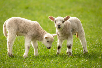 Naklejka na ściany i meble Close-up of two, cute, newborn twin lambs in Springtime, facing forward in green meadow. Yorkshire Dales, UK. Clean background. Copy space. Horizontal.