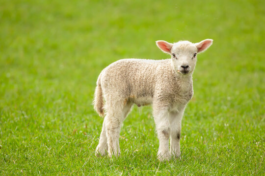 Close up of a newborn lamb in Springtime, stood in lush green field and facing forward with a leaf in his mouth and tiny flies above his head.  Yorkshire Dales, UK.  Horizontal.  Copy space