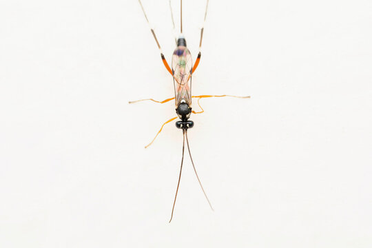 Dorsal of Braconid wasp, Sonanus indica, Satara, Maharashtra, India