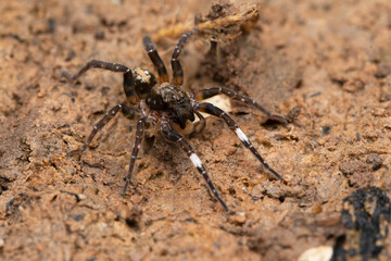 Ground wolf spider dorsal, Pardosa sumatrana, Satara, Maharashtra, India