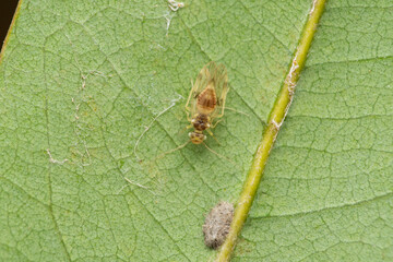 Booklice, Echmepteryx hageni, Satara,Maharashtra, India