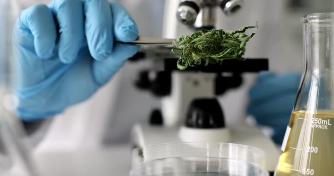 Scientist chemist taking dried cannabis leaves with tweezers and looking under microscope closeup 4k movie slow motion. Production in pharmaceutical preparations based on hemp concept 