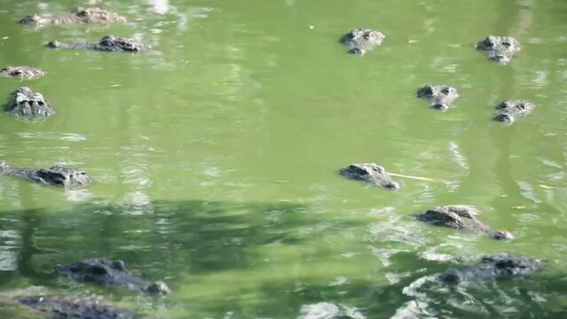 Static shot of head of several crocodiles heads peeking out of a lagoon