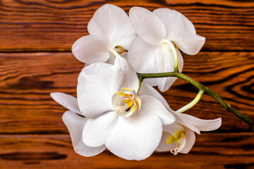 Fototapeta na wymiar A branch of white orchids on a brown wooden background 