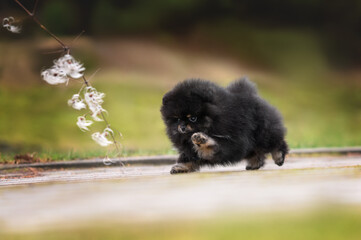 happy pomeranian spitz puppy running and chasing a branch outdoors