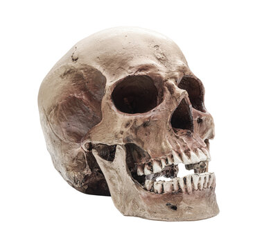 Human skull