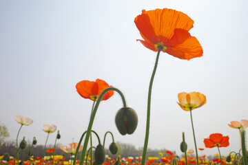 Obraz premium blooming icelandic poppies in garden