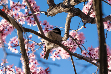 Bird on the spring tree, pink flowers and blue sky