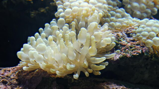 Video of bubble-tip anemone (Entacmaea quadricolor) swaying in the water flow