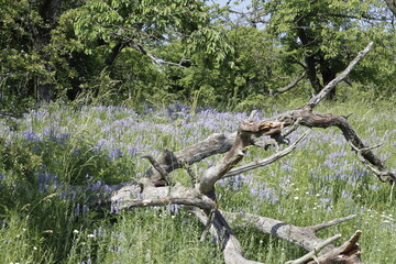 old fallen tree in the meadow full of blooming flowers 