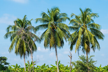 Obraz premium coconut palm trees against blue sky