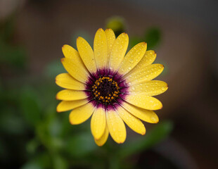 yellow daisy flower