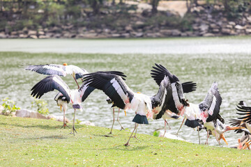 Big Painted Stork Flock resting near the pond in the Rain Forest, Thailand
