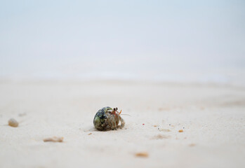Close-up of a small beautiful hermit crab on the fine sand in the soft morning sunlight. A crab that lives in empty single-shell shells or mollusk shells for protection, found in coastal.