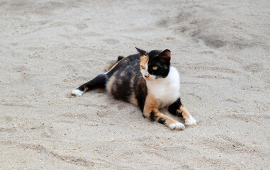 A cute tricolor stray cat shorthair is taking a rest on the white sand beach with happiness.