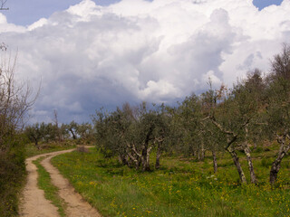 Italia, Toscana, campagna Toscana con Ulivi