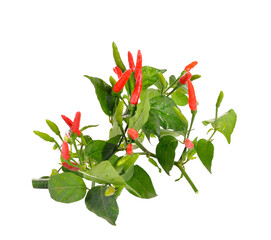 red hot chili pepper plant with leaves on    transparent png