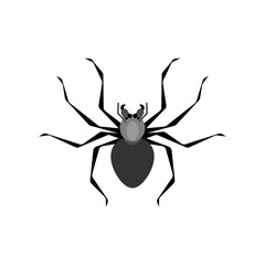 Spider isolated. Poisonous dangerous insect. Vector illustration
